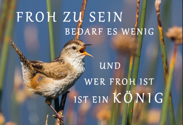 foh zu sein